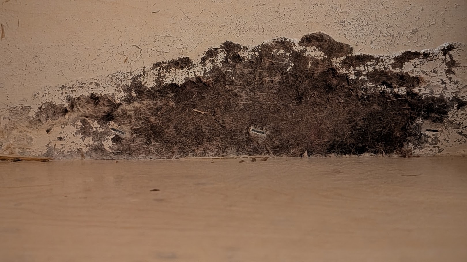 Mold Problems